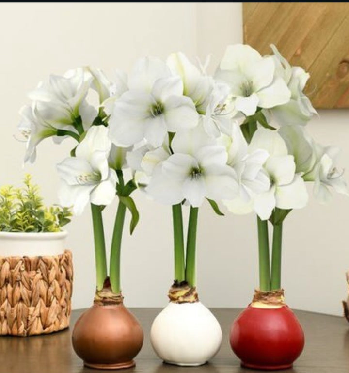 Ivory Elegance White Flower Bulb
