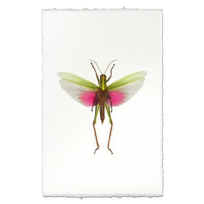 Grasshopper Print