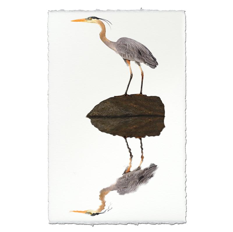 Great Blue Heron On Paper
