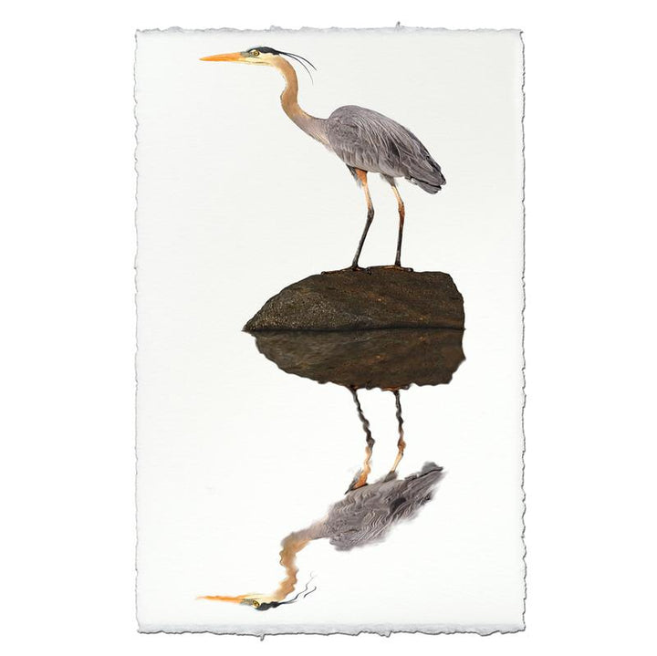 Great Blue Heron On Paper