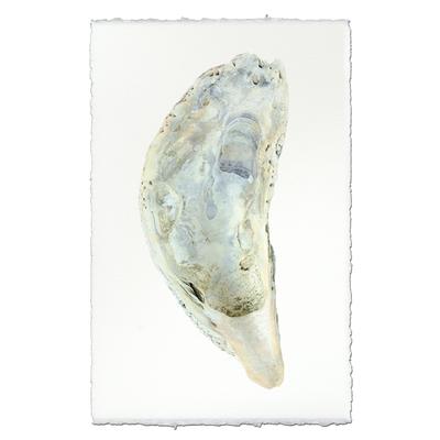 Oyster #5