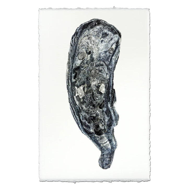 DK Oyster Print