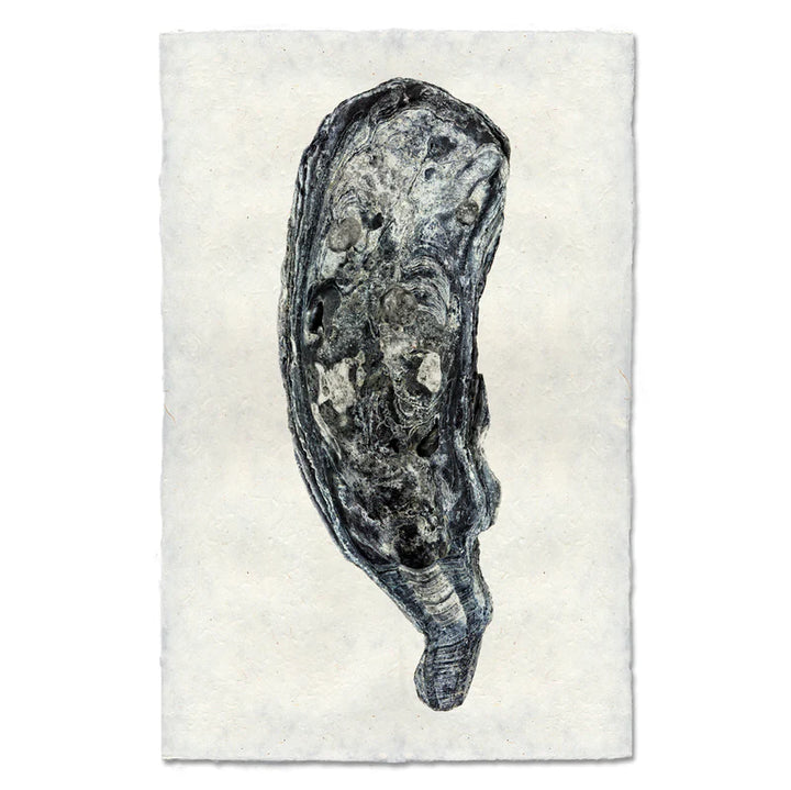 DK Oyster Print
