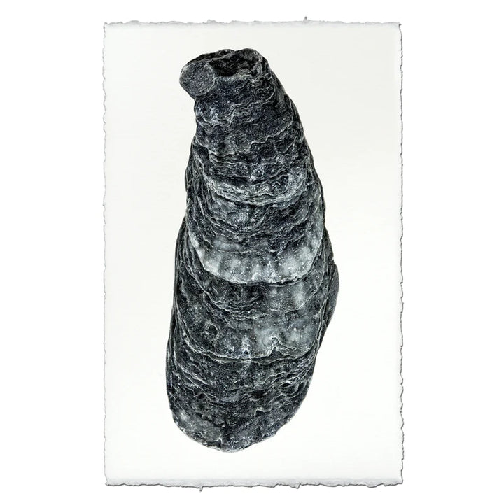 DK Oyster Print