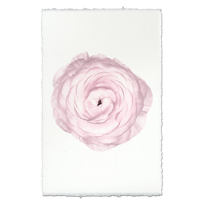Blush  Ranunculus Print