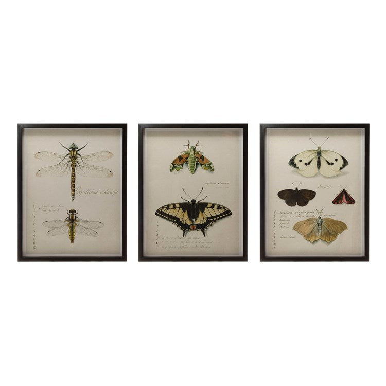 Wood Framed Insects