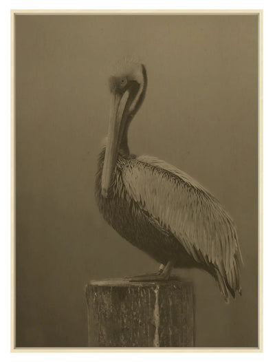 Pelican on Hemp